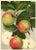 Illustration German Apple Print, 1908 Litjhograph For Sale - Image 3 of 3