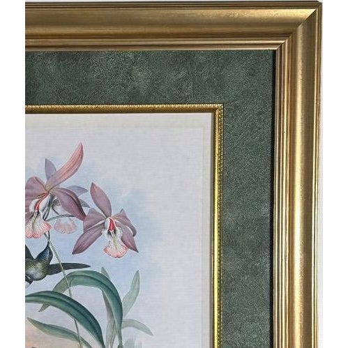 Antique John Gould 1850s Hand Colored Hummingbird Lithograph Campylopterus Delattrei Custom Framed For Sale In Portland, ME - Image 6 of 14