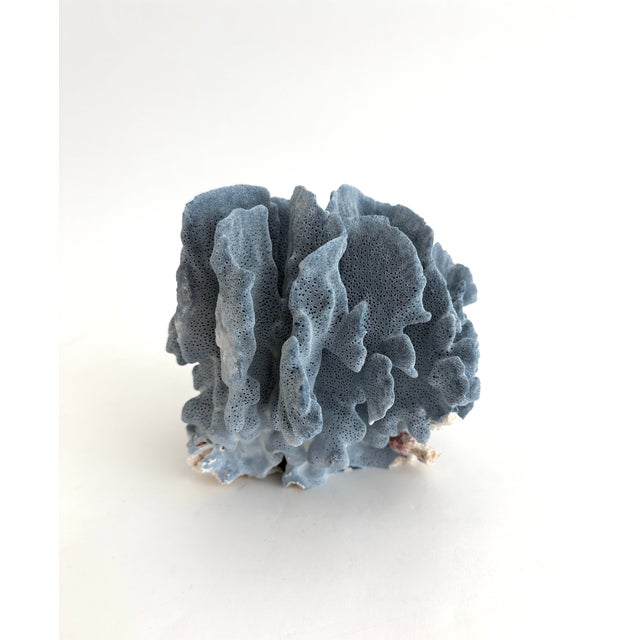 Natural Blue Coral specimen with cut and polished base to protect surfaces. Each piece is cleaned and trimmed from its...