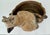 Art Nouveau Terracotta Cockatoo-Bowl by Johann Maresch/Austria Early 20th Century For Sale In Miami - Image 6 of 12