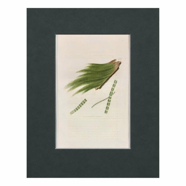 Paper Set of 6 Antique Hand-Colored Sowerby Seaweed Prints For Sale - Image 7 of 8
