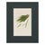 Paper Set of 6 Antique Hand-Colored Sowerby Seaweed Prints For Sale - Image 7 of 8