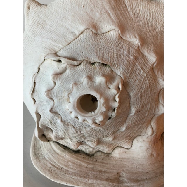 Shell Queen Helmet Conch Shell For Sale - Image 7 of 12