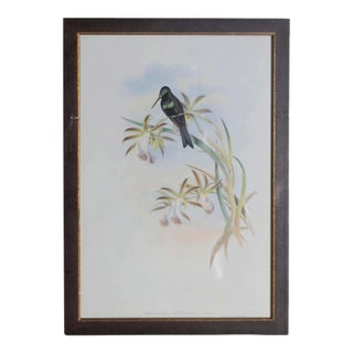 19th Century John Gould Bird Print - One of 24 For Sale