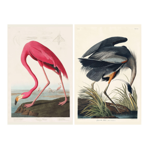 American Flamingo & Great Blue Heron Diptych, Audubon Birds of America Art Prints, 16" X 24"