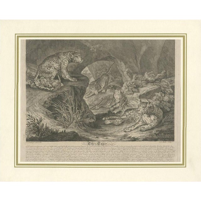 J.S. Müller after I.E. Ridinger, Big Cat Illustration, 1794, Print For Sale