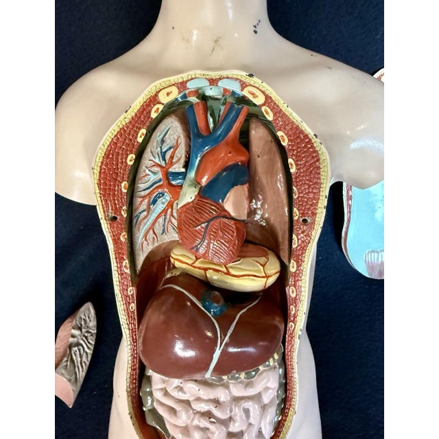 Early 20th Century Antique Medical Human Anatomy Dissected Teaching Female German Model Hand Painted For Sale - Image 5 of 18