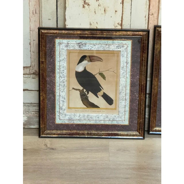 Set of 3 antique hand-colored bird engravings by Martinet, of Toucan, Calau, and Petit Kakatoes (French), Late 18th...