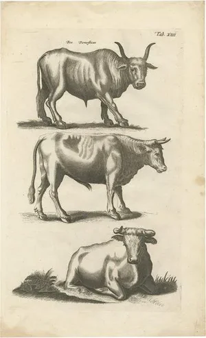 J. Jonston, Illustration of the Domestic Cow, 1657, Print