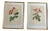 Pierre Joseph Redoute, Botanical Prints, 1929, Glass, Framed, Set of 2 For Sale