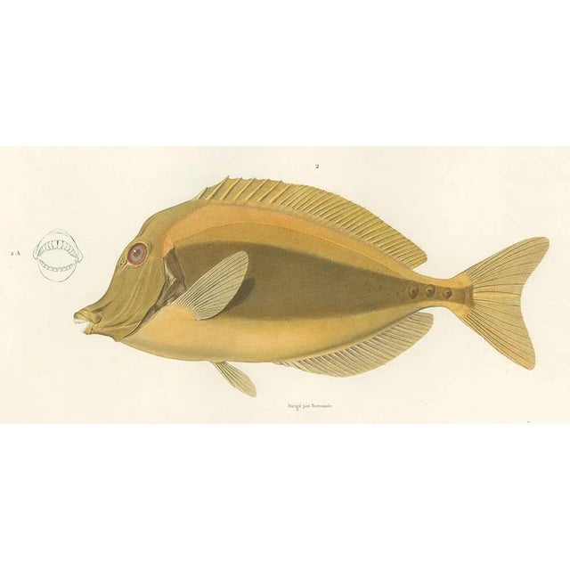 Mackerel Jack and Surgeonfish, 1846, Paper For Sale - Image 4 of 11