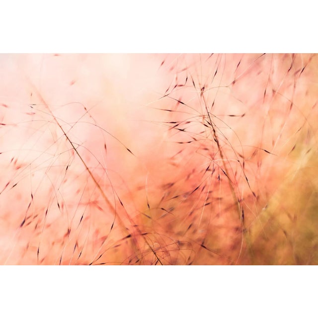 'In the Pink' Set of Botanical Photographs, Series of Four 45 X 30" Fine Art Photography Prints For Sale - Image 13 of 15