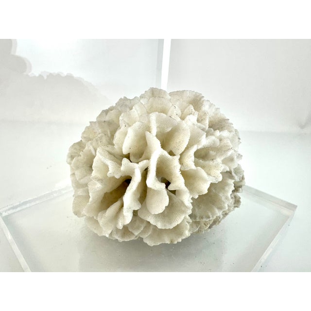1960s Vintage Mid Century Lucite Bookends With Natural Coral Specimens, Coastal Modern Sculptural Pair For Sale - Image 5 of 9