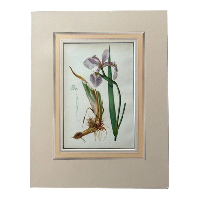 Blue Flag Iris, 1878 Chromolithograph, Thomas Meehan For Sale
