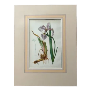 Blue Flag Iris, 1878 Chromolithograph, Thomas Meehan
