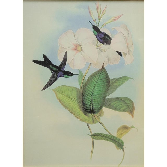 English Pair of Framed Hummingbird Prints After John Gould For Sale - Image 3 of 6