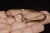 Gold Late 20th Century Authentic Chopard Happy Hearts 0.45ct Diamond Open Bangle Bracelet in 18k Rose Gold For Sale - Image 8 of 18