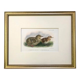 Antique Color Lithograph of Shore Bird Chicks Ornithological Print From Ibis C.1909 For Sale