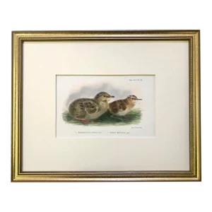 Antique Color Lithograph of Shore Bird Chicks Ornithological Print From Ibis C.1909