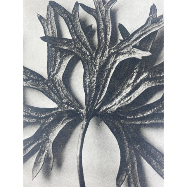 Traditional 1940s Botanical Blossfeldt Print - No. 29 For Sale - Image 3 of 5