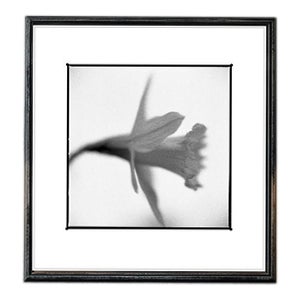 Paul Cooklin, Daffodil, Edition of 50 For Sale