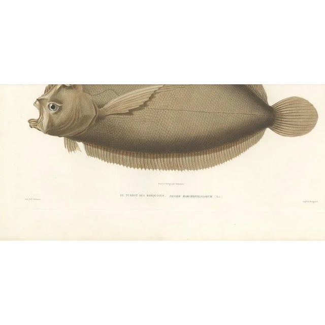 Marquises Turbot, Hand-Colored Lithograph, 1845 For Sale - Image 4 of 11