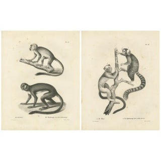 Carel Christiaan Antony Last, Saimiri, Night Monkey, Mico and Silky Monkey, 1836, Lithographs on Paper, Set of 2 For Sale