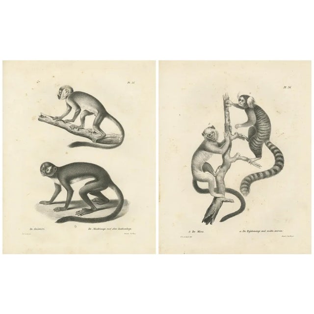 Carel Christiaan Antony Last, Saimiri, Night Monkey, Mico and Silky Monkey, 1836, Lithographs on Paper, Set of 2 For Sale