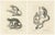 Carel Christiaan Antony Last, Saimiri, Night Monkey, Mico and Silky Monkey, 1836, Lithographs on Paper, Set of 2 For Sale