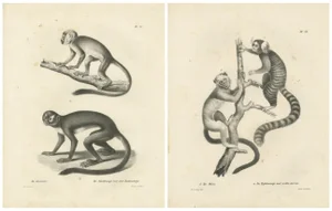 Carel Christiaan Antony Last, Saimiri, Night Monkey, Mico and Silky Monkey, 1836, Lithographs on Paper, Set of 2