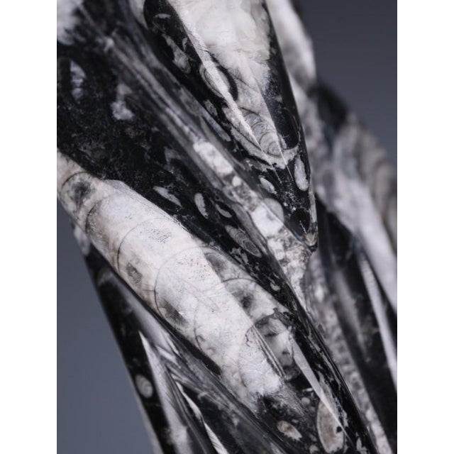 Hand-Carved Orthoceras Fossil Sculptures in Black Limestone, Morocco, Set of 2 For Sale - Image 6 of 15