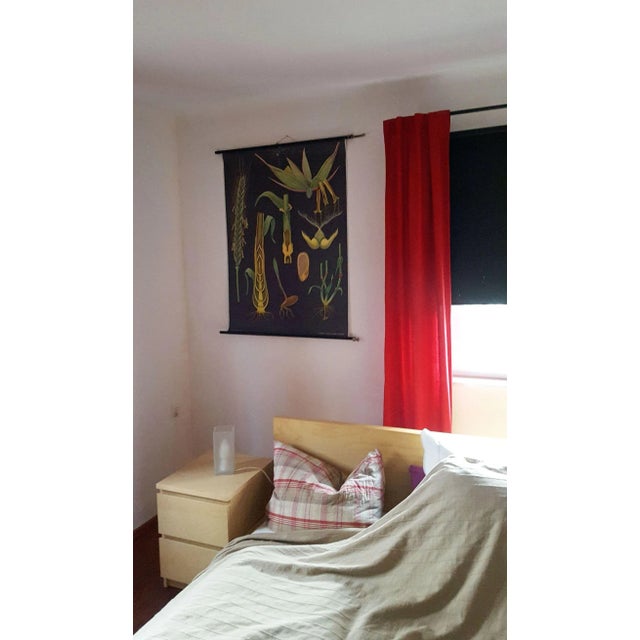 1970s Vintage Rye Rollable Wall Chart Picture Poster by Jung Koch Quentell For Sale - Image 5 of 6