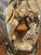 Transparent Vintage Coastal Glass Ginger Jar Shell Lamps - Five Available For Sale - Image 8 of 8