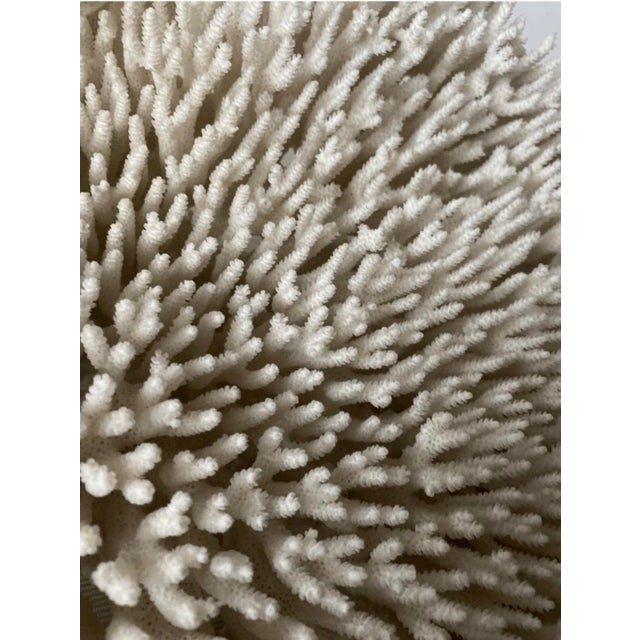 Coastal Late 20th Century Wall Mounted Table Coral Heart Shape Specimen For Sale - Image 3 of 6