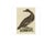 Sepp & Nozeman, Velvet Scoter, 1809, Paper For Sale - Image 4 of 5