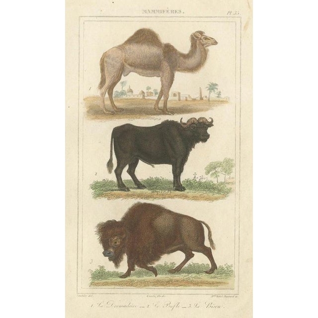 Buffon Dromedary Camel, Buffalo & Bison, 1835, Engraving For Sale - Image 3 of 10