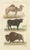 Buffon Dromedary Camel, Buffalo & Bison, 1835, Engraving For Sale - Image 3 of 10