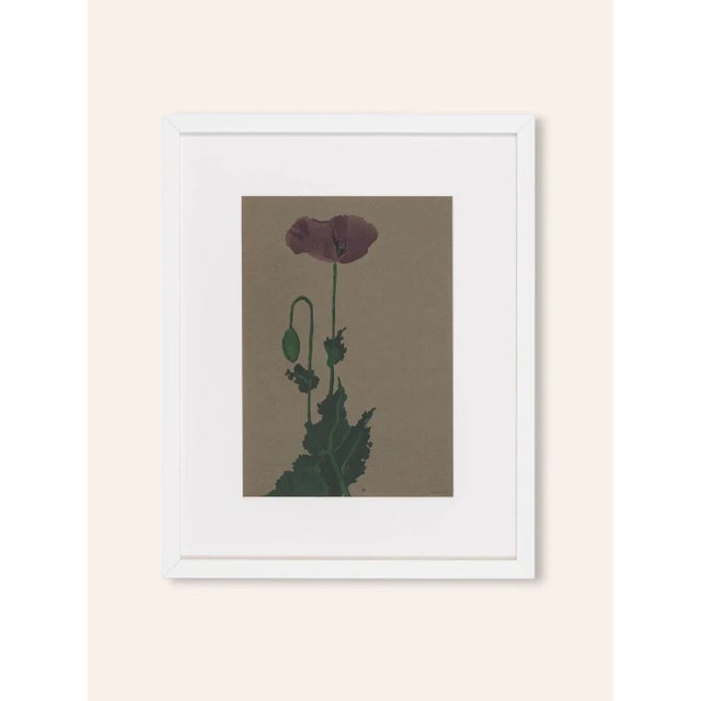 Werner oberdörffer watercolor of a flowering poppy on brown handmade paper, suspended framed in a white real wood frame...