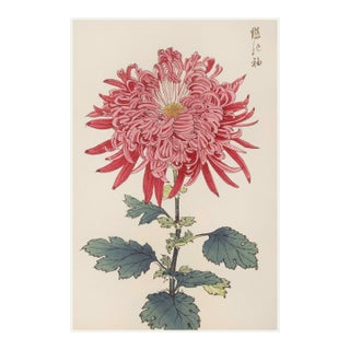 Pink Chrysanthemum by Hasegawa, Vintage Japanese Botanical Art Print, 8" X 12" For Sale