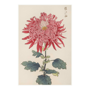 Pink Chrysanthemum by Hasegawa, Vintage Japanese Botanical Art Print, 8" X 12"