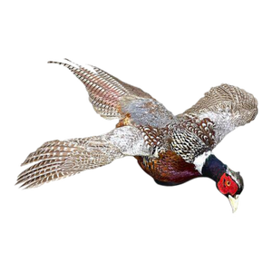 Vintage Chinese Ringneck Pheasant Wall Mount