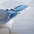 Early 21st Century Blue Jay by Susan McDonnell | Oil on panel Bird standing on a rock by water. For Sale - Image 5 of 5