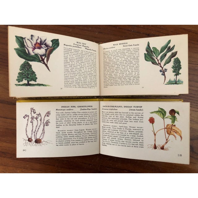 Vintage Tree and Wild Flower Nature Guide Book Set of 2 For Sale - Image 16 of 16