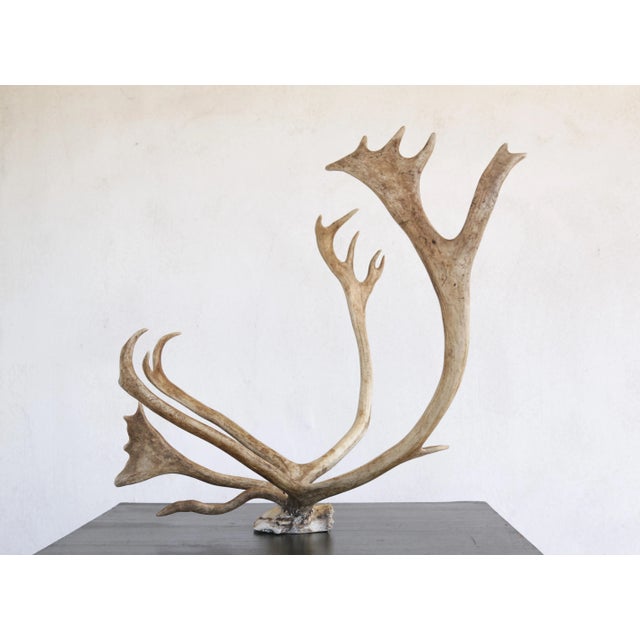 1970s Majestic Scandinavian Reindeer Antlers From Northern Sweden, Vintage From 1990s For Sale - Image 5 of 9