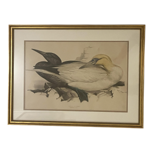 Mid 19th Century Lear Birds of Europe Pl. 412, Solan Gannet