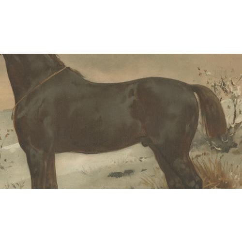 O. Eerelman, Russian Half-Blood Horse, 1898, Chromolithograph For Sale - Image 6 of 9