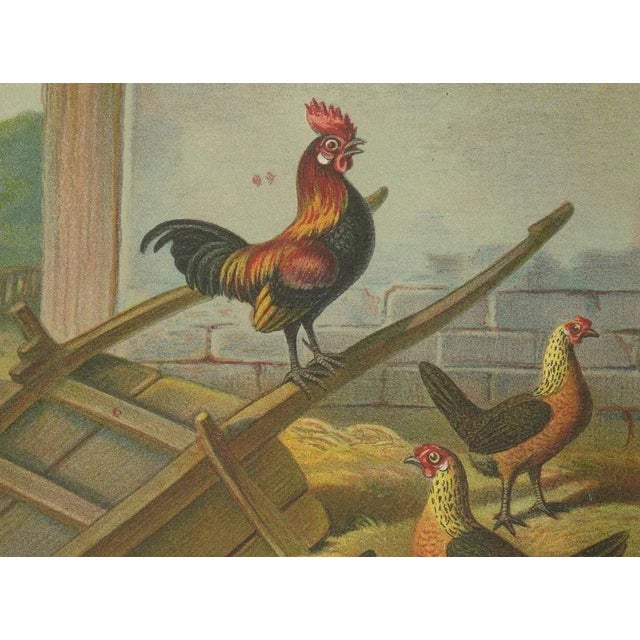 The Lively Golden Bantam Game Fowl, 1888, Paper For Sale - Image 4 of 10