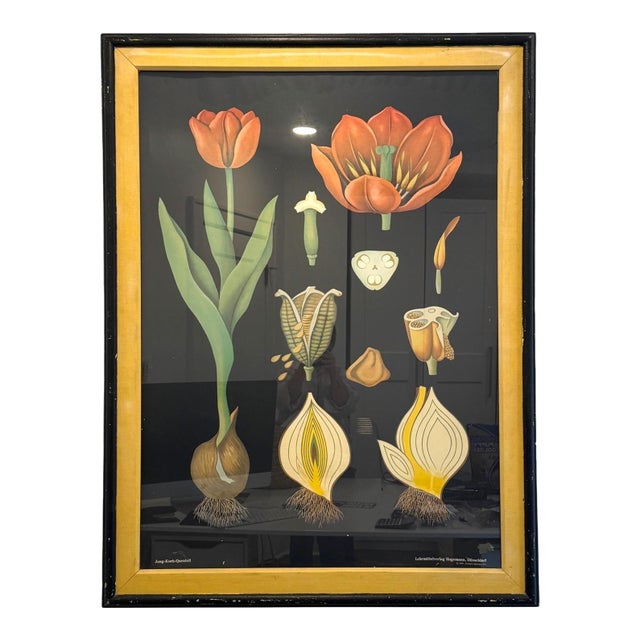 Large Framed Jung Koch Quentell Tulip Botanical Chart With Original Frame and Mat, West Germany, 1974 For Sale