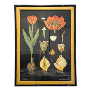 Large Framed Jung Koch Quentell Tulip Botanical Chart With Original Frame and Mat, West Germany, 1974