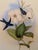 Wood 1990s Framed Prints, Set of 2, Refulgent Wood-Nymph, and Black-Banded Wood-Nymph, Hummingbirds Hill House Editions For Sale - Image 7 of 12